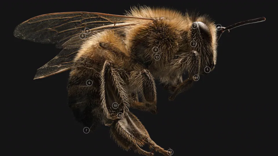 A Gaussian splat of a honeybee, published on superspl.at